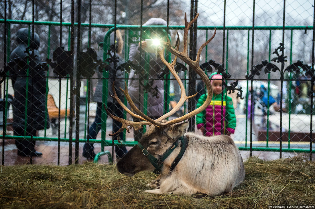 Зоозащитники заперлись в клетке с оленем на Тверском бульваре: bor_odin —  LiveJournal