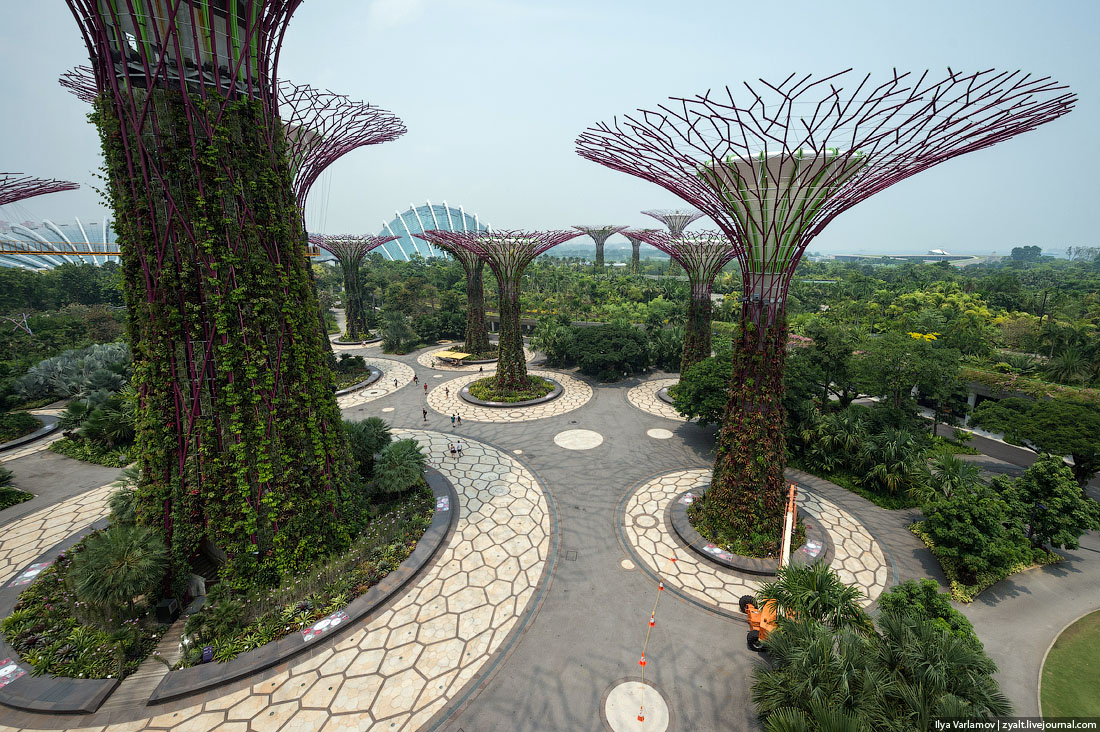  Деревья-киборги в Сингапуре 