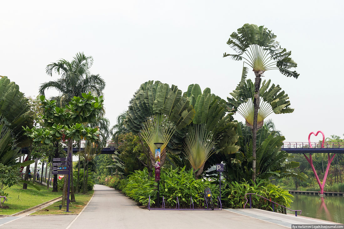  Деревья-киборги в Сингапуре 