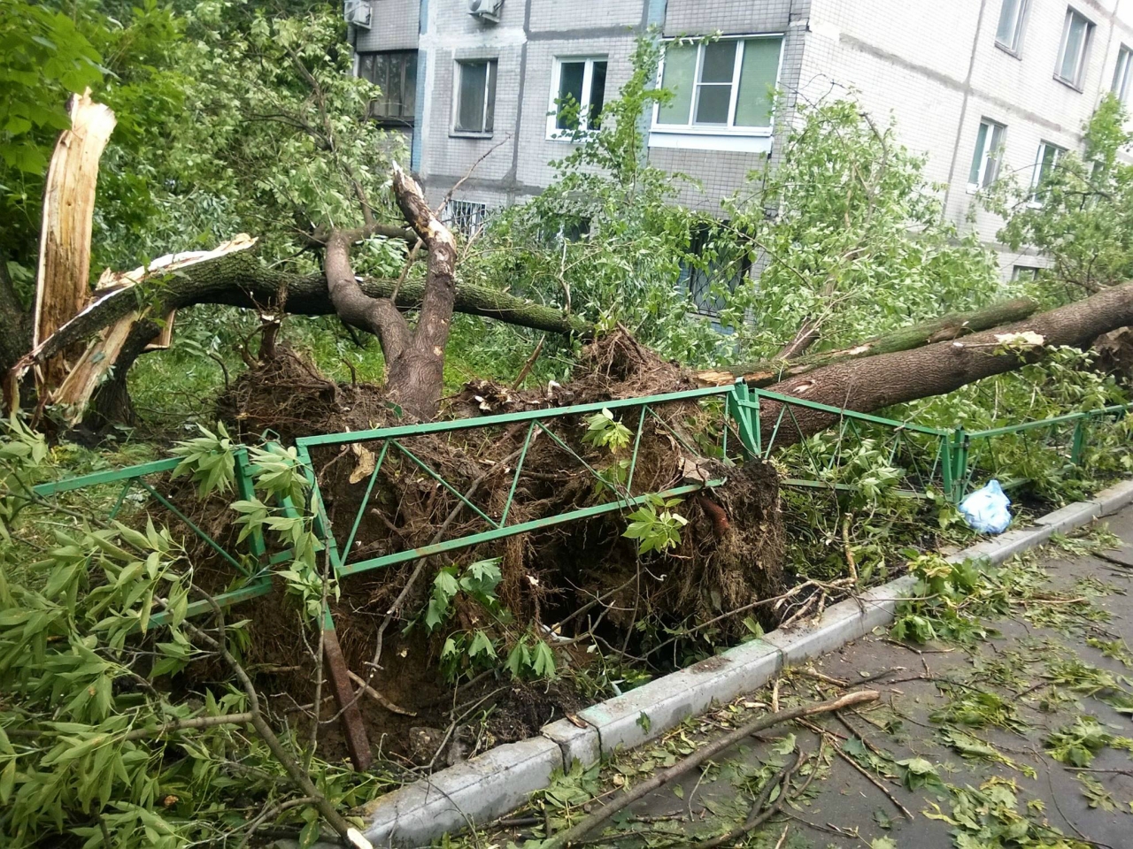 Деревья на северо-востоке Москвы, поваленные ураганом, лежат четвертую неделю
