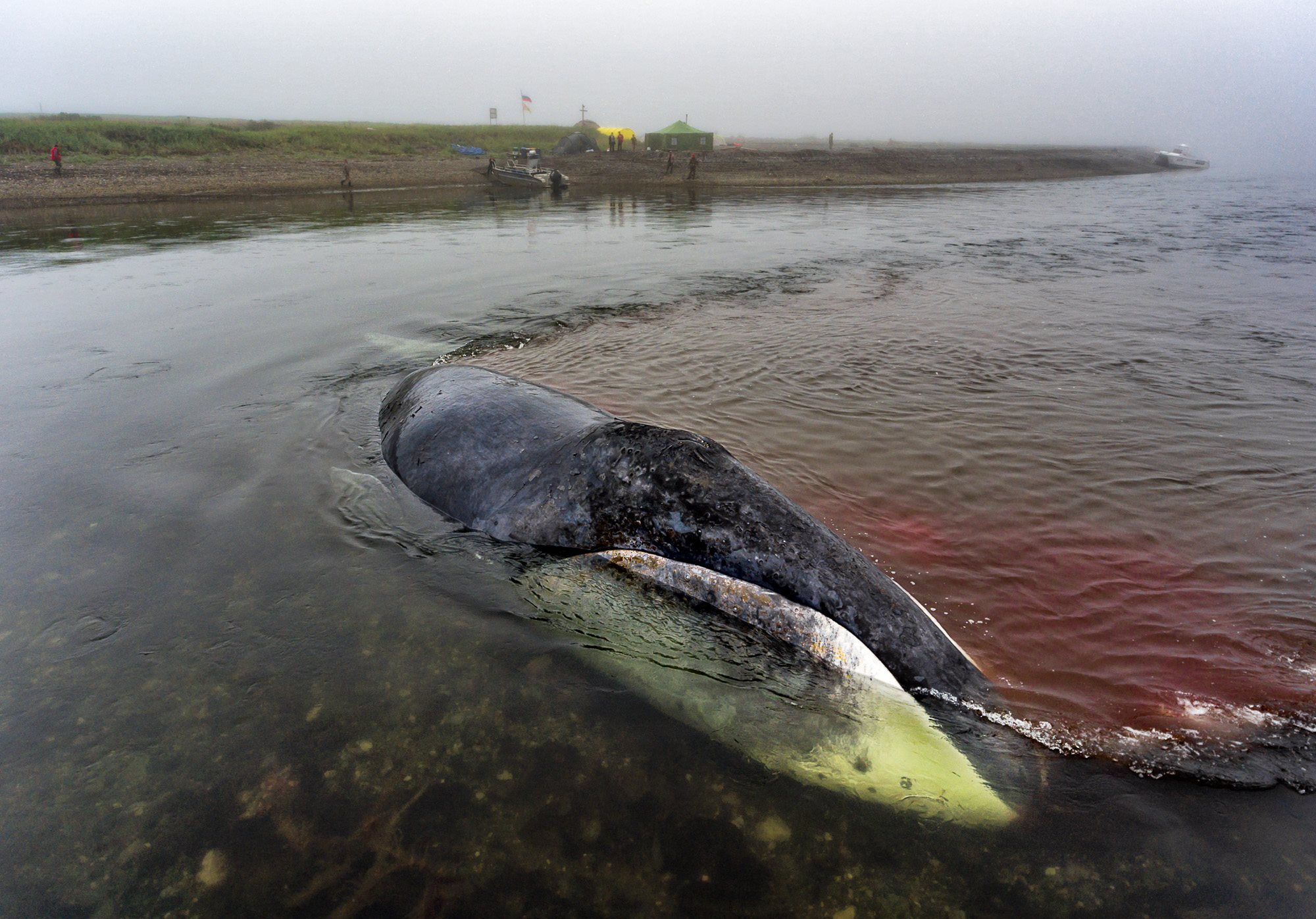 Спасен кит, застрявший в устье реки на Дальнем Востоке