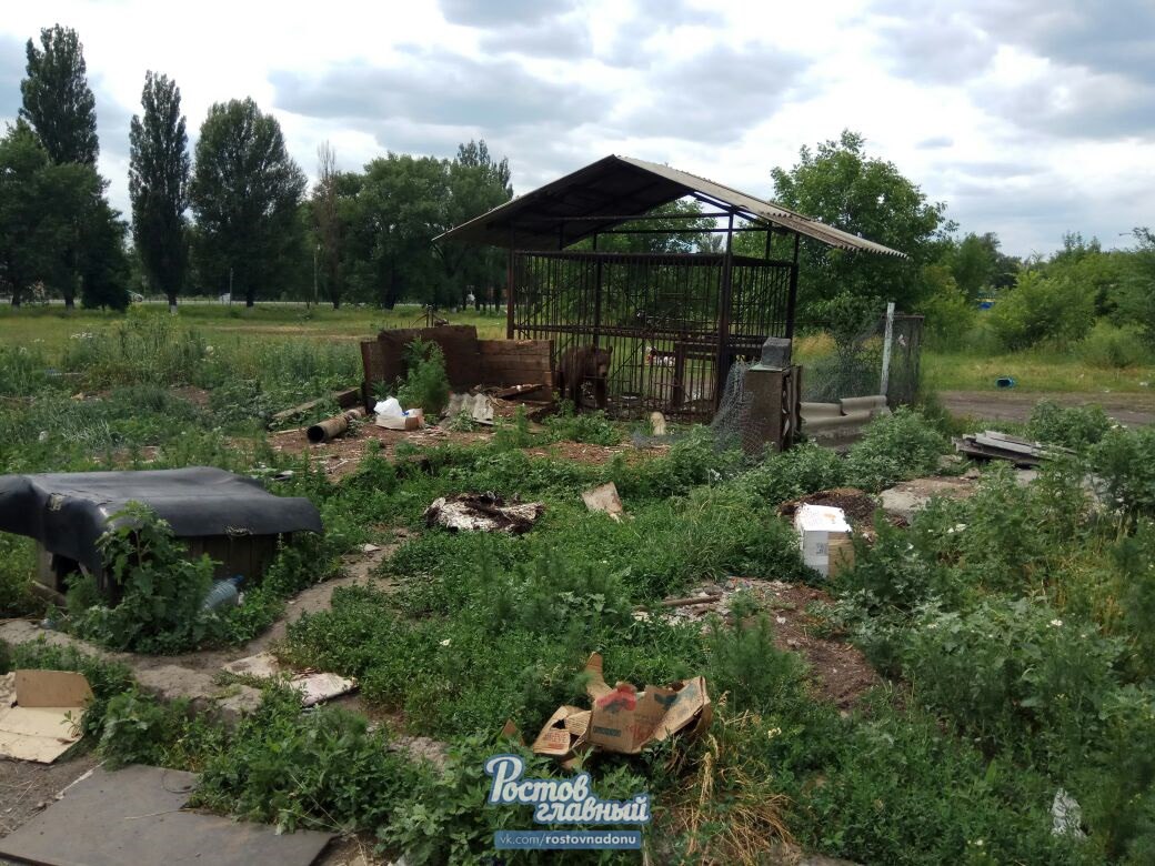 В Новошахтинске нашли заброшенный зоопарк с голодающими в клетках животными