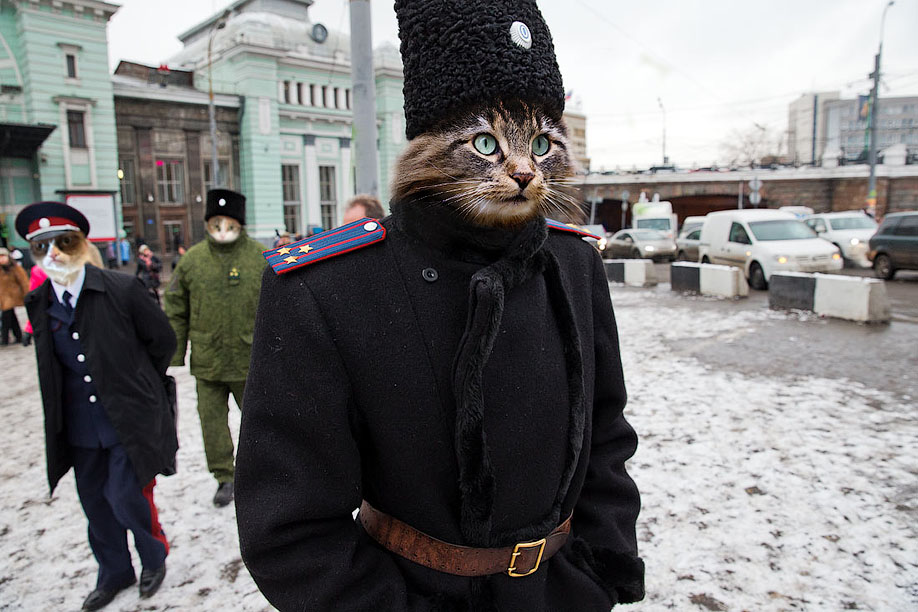 Кошачий патруль