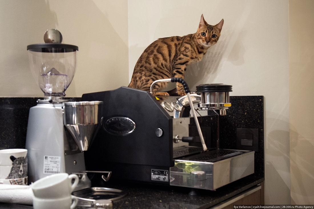 5 способов приготовить кофе дома 