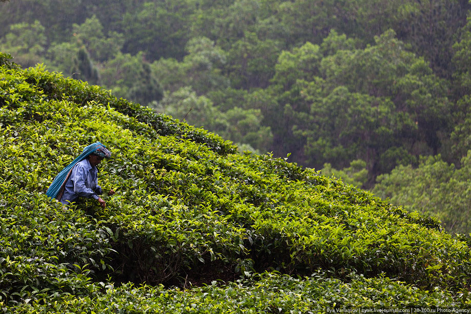 Как делают чай, Шри-Ланка
