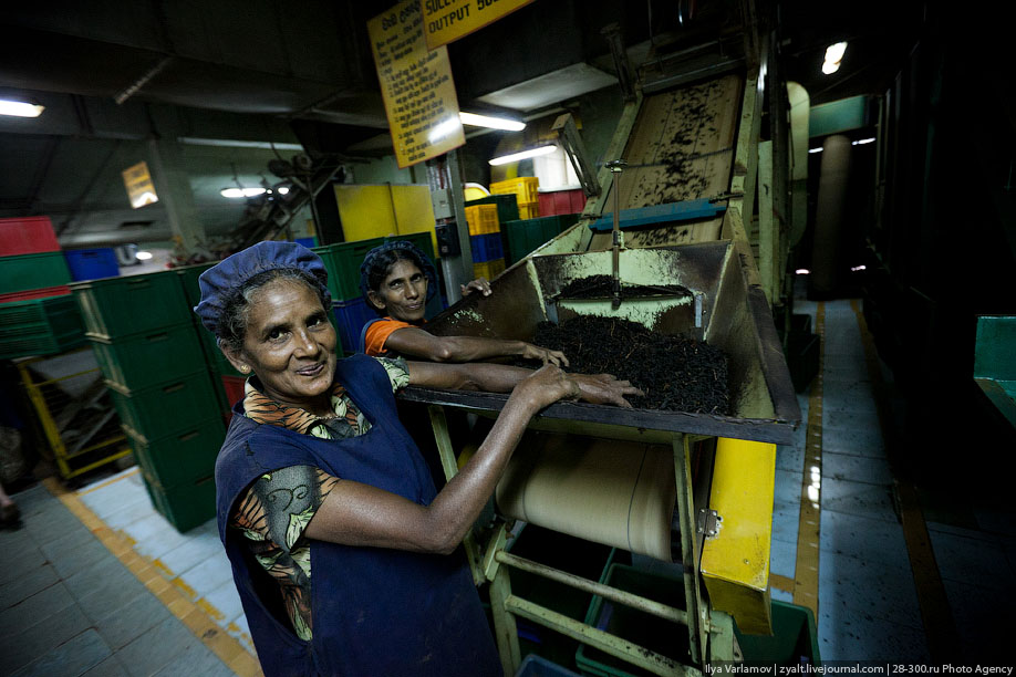 Как делают чай, Шри-Ланка