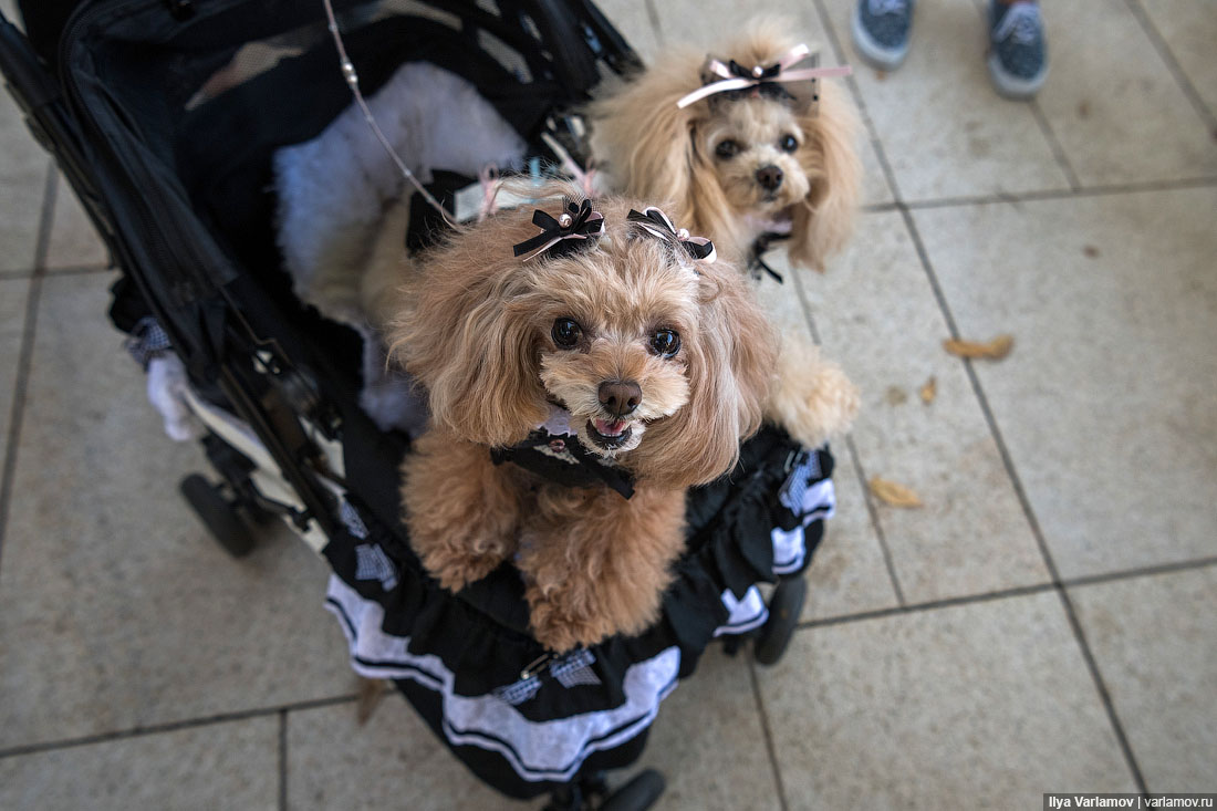 Собачьи страсти в Японии:  коляски, наряды и магазины для пёсиков