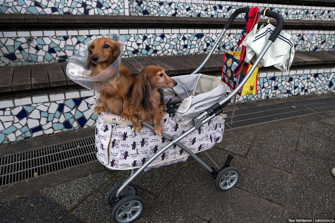 Собачьи страсти в Японии: коляски, наряды и магазины для пёсиков 