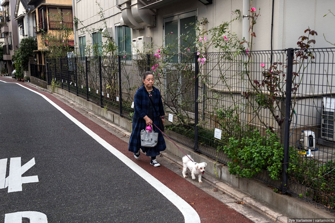 Собачьи страсти в Японии: коляски, наряды и магазины для пёсиков 