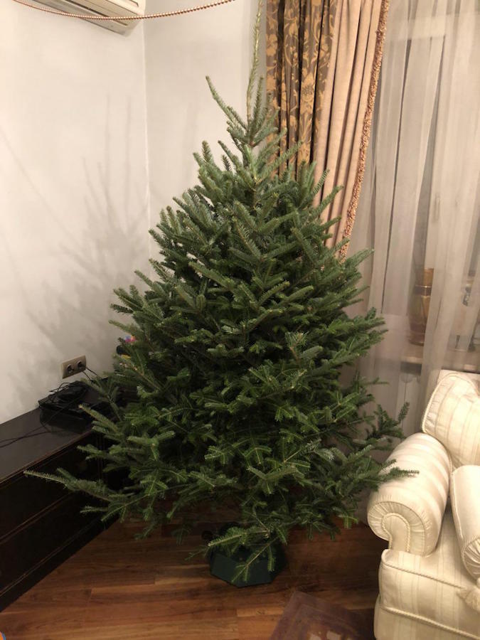 Успейте купить елку. Отзывы довольных клиентов Варламова, пушистая, получилось, такая, покупайте, будет, Учитывая, новогоднему, этого, пихта, живую, первый, Варламову, дерево, красивее, новогоднее, купил, заказал, Новый, почему