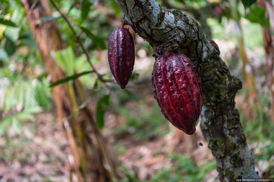 Какао Бобы дерево