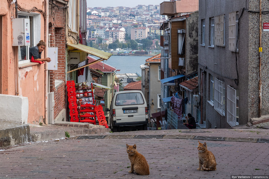 Стамбул: репрессии, коты и цыганский квартал Стамбуле, города, Стамбул, много, аэропорт, через, человек, очень, совершенно, Ататюрка, Турции, который, котов, Эрдоган, можно, дальше, Город, город, будет, люблю