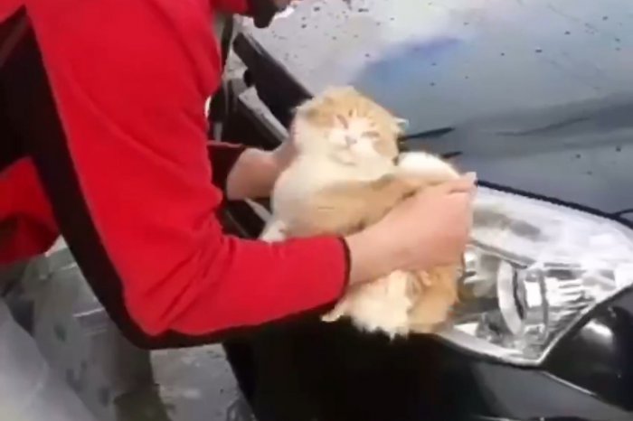На Кубани мужчина помыл котом машину, полиция проводит проверку
