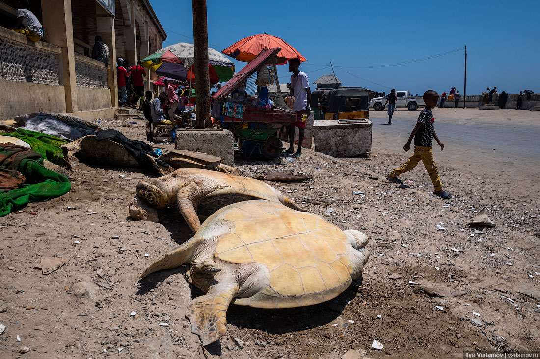 Рыбный рынок в Могадишо (РАСЧЛЕНЁНКА, 18+)