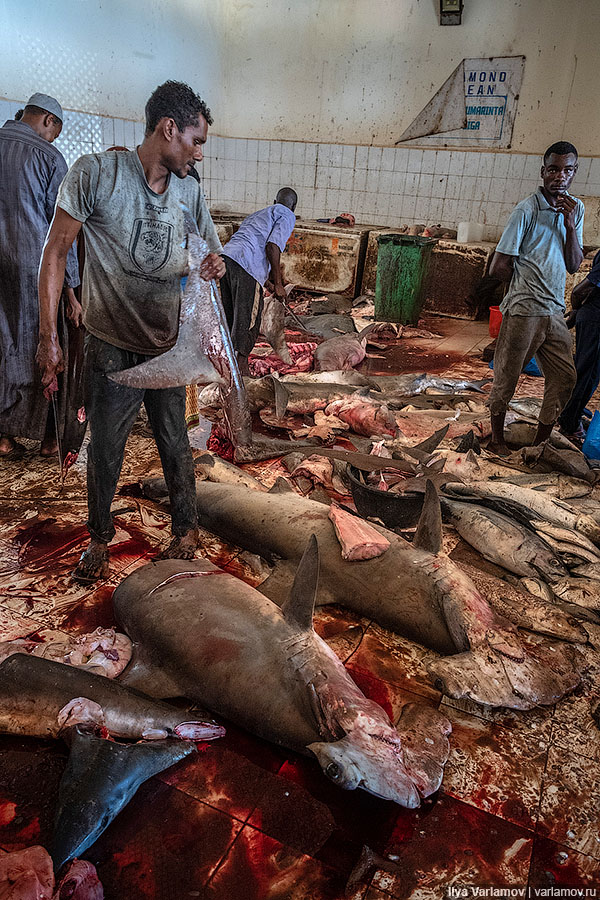 Рыбный рынок в Могадишо (РАСЧЛЕНЁНКА, 18+) Сомали, Могадишо, черепахи, черепах, никто, тряпками, масло, лежат, Черепаха, поэтому, моргает, глазами, например, слухи, быстро, иногда, накрывают, предметы, долларов, разделывают