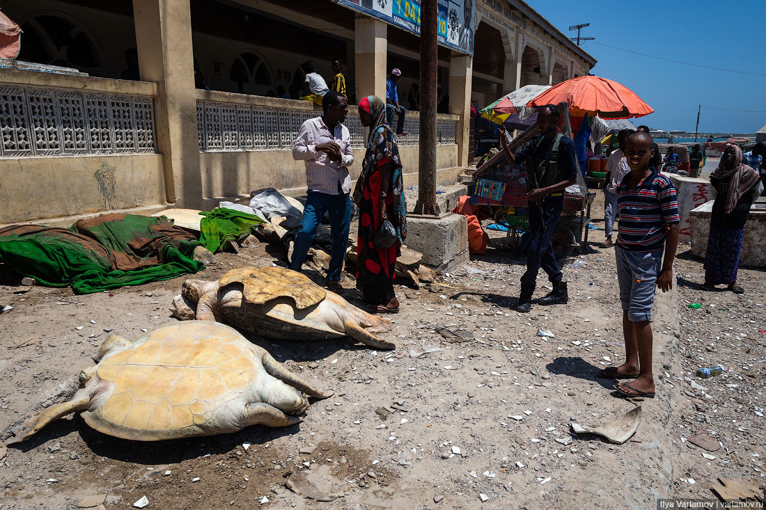 Рыбный рынок в Могадишо (РАСЧЛЕНЁНКА, 18+) Сомали, Могадишо, черепахи, черепах, никто, тряпками, масло, лежат, Черепаха, поэтому, моргает, глазами, например, слухи, быстро, иногда, накрывают, предметы, долларов, разделывают