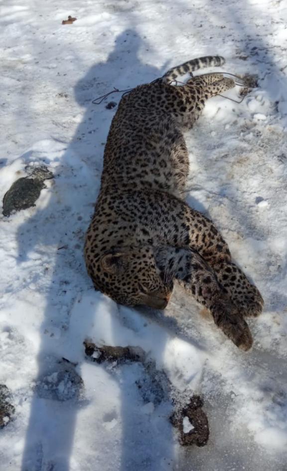 Геноцид леопардов на Кавказе 