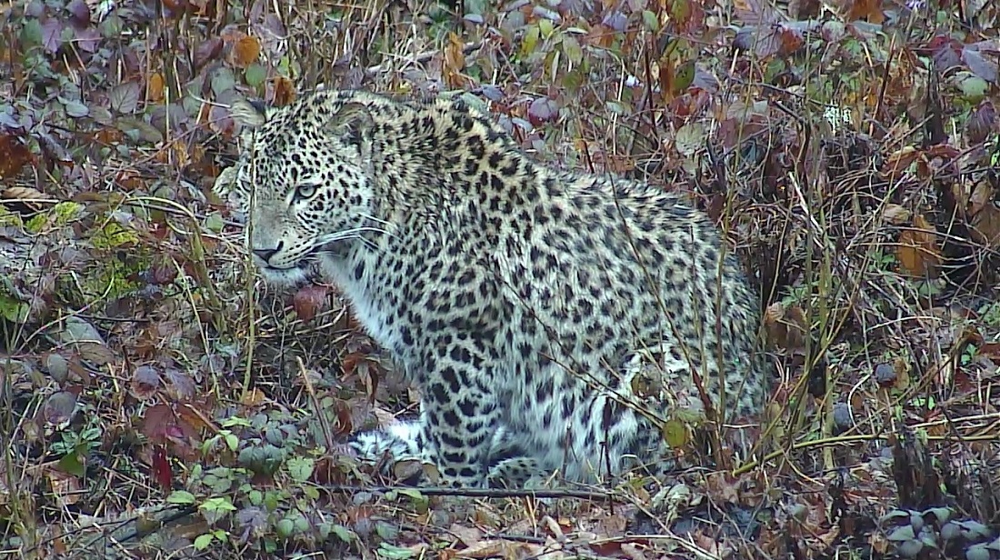 Геноцид леопардов на Кавказе 