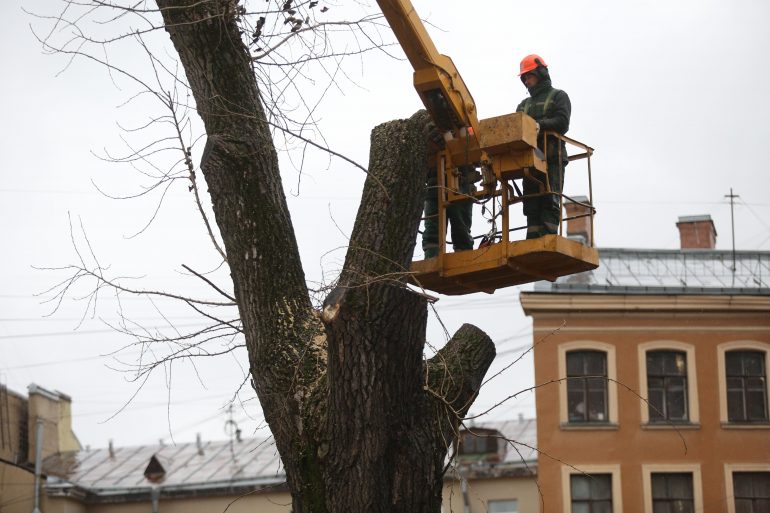 В Петербурге опять уничтожают деревья 