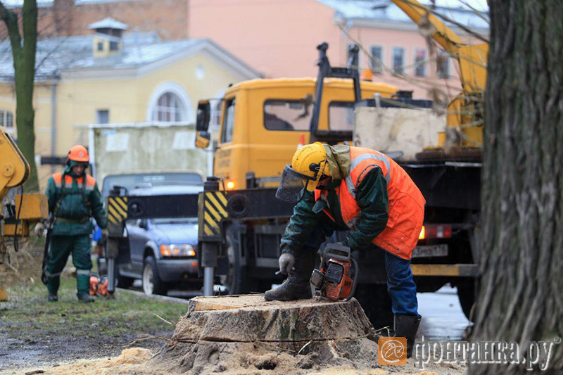 В Петербурге опять уничтожают деревья 