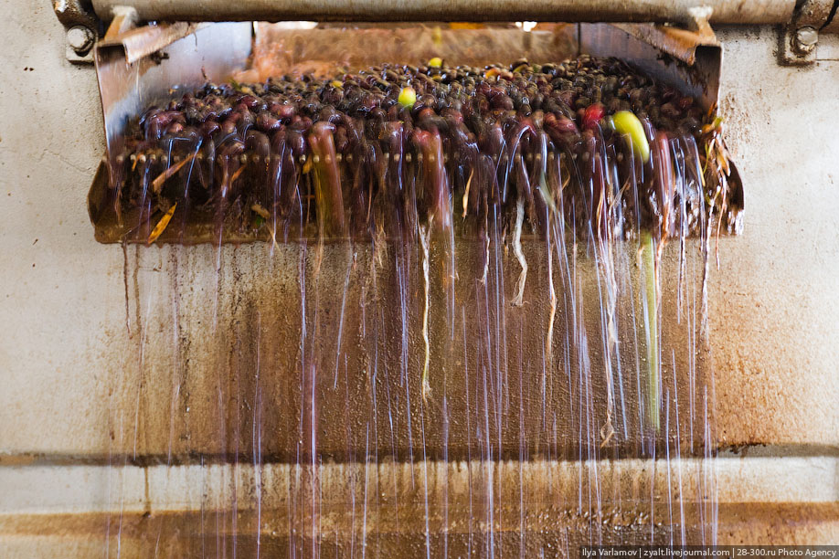 Как производят оливковое масло в Иордании