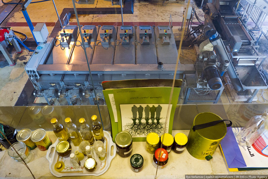 Как производят оливковое масло в Иордании