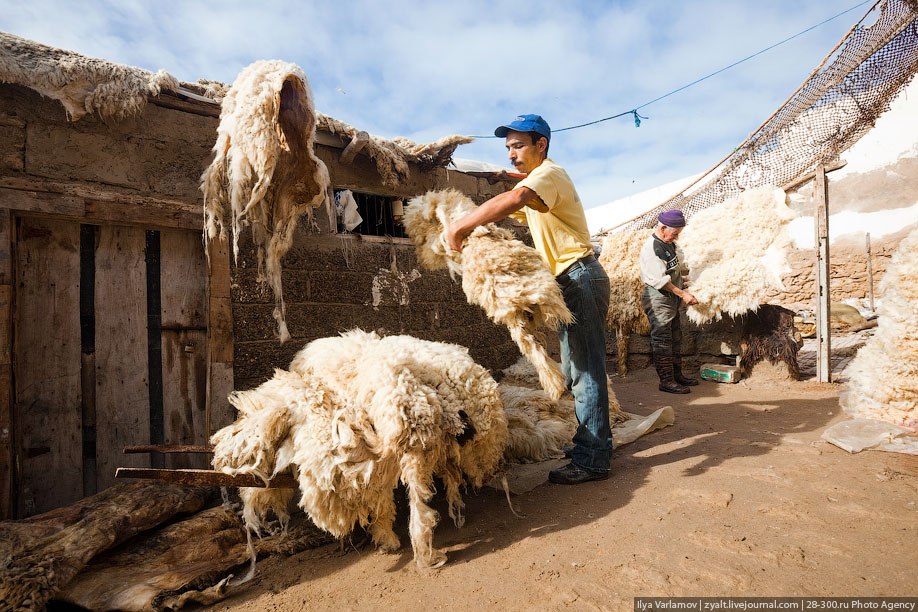 Как заготавливают кожу в Марокко