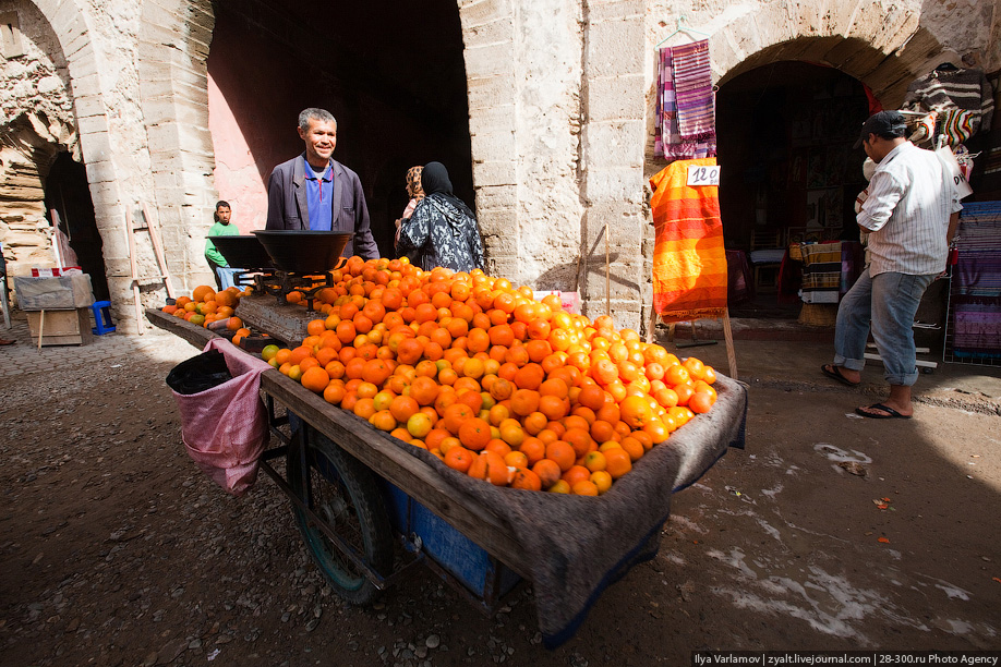 Грузин апельсин. Плантации мандаринов в Марокко. Марокко мандарины плантации. Цитрусовые деревья Марокко. Апельсиновые плантации в Марокко.