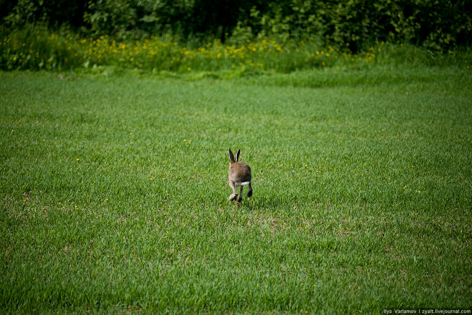 Зайчики дорожке траве и солнечные по бегут. Заяц бежит. Заяц в лесу. Заяц убегает. Заяц в далеке.