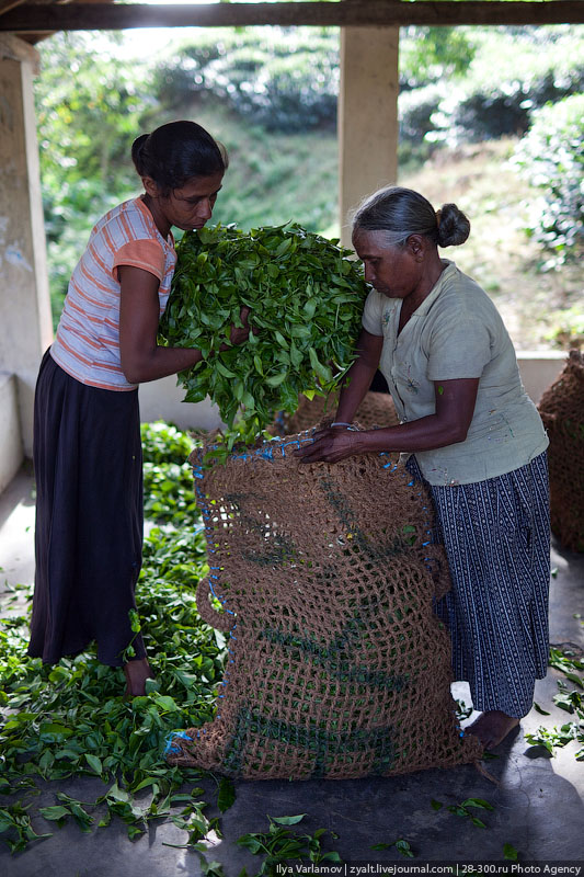 Как делают чай в Шри-Ланке