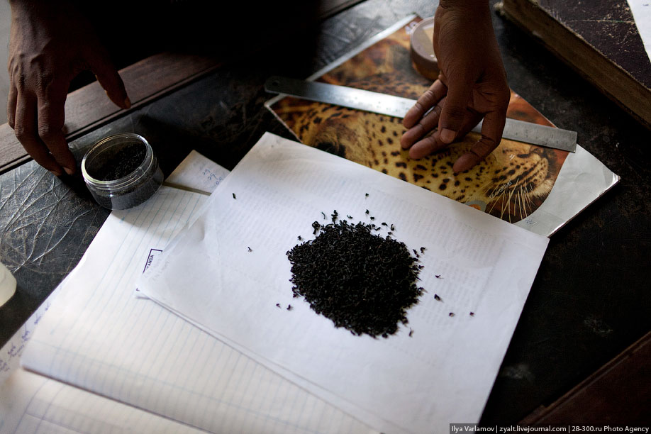 Как делают чай в Шри-Ланке