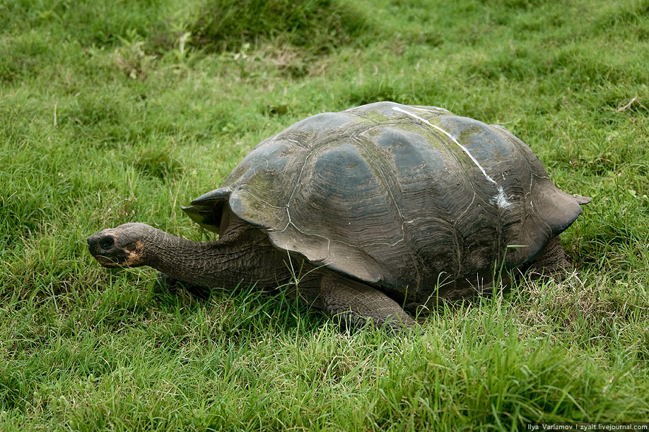 Слоновая черепаха относится к отряду. Галапагосская черепаха. Галапагосская слоновая черепаха. Галапагосская черепаха красная книга. Белая Галапагосская черепаха.
